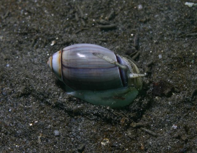 File:Olivella biplicata 1.jpg