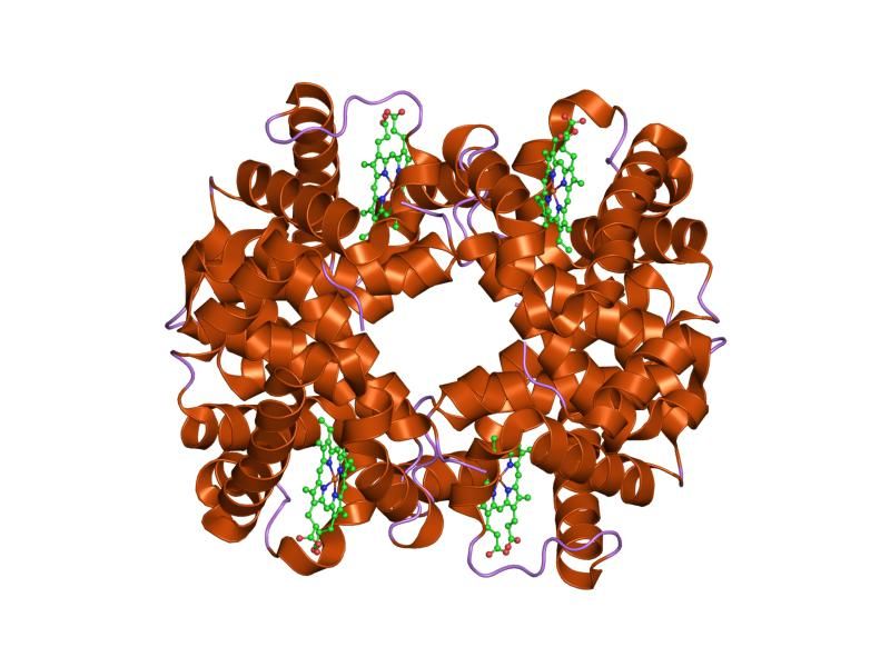 File:PDB 1o1n EBI.jpg