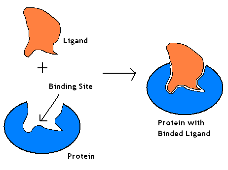 File:Proten ligand binding.PNG