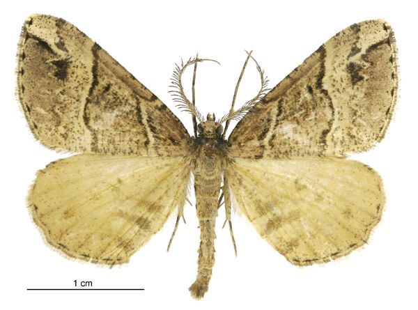 File:Pseudocoremia melinata male.jpg