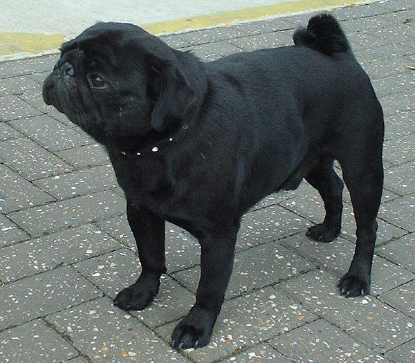 File:Pug black 600.jpg