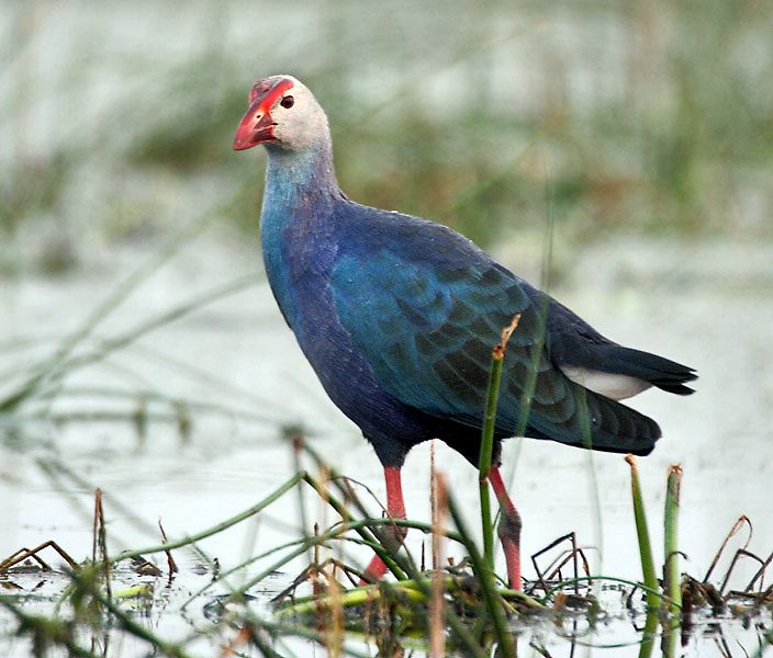 File:Purple Swamphen I IMG 9278.jpg