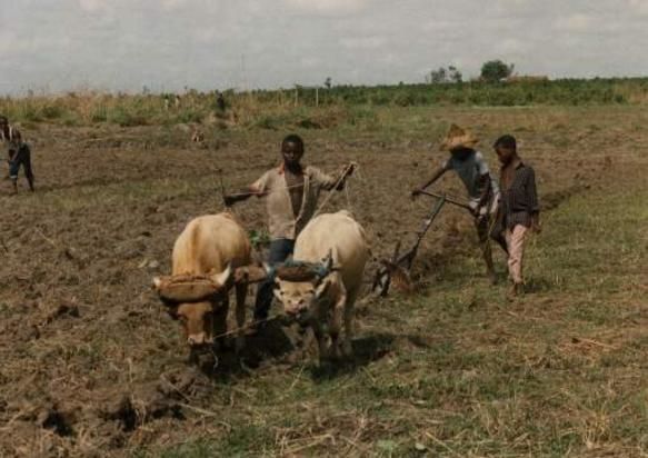 File:Rolako ploughing.jpg