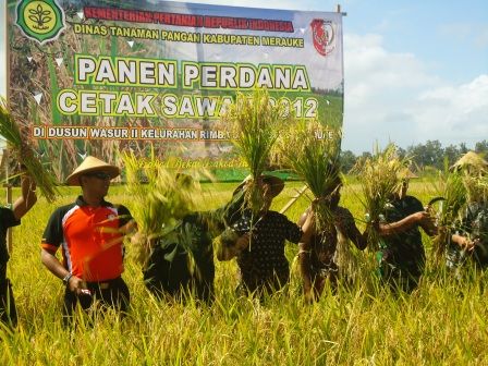 File:Sawah Merauke 2012.jpg