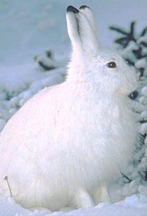 File:Snowshoe hare.jpg