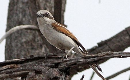 File:Souza's Shrike (Lanius souzae) (8077352625)~crop.jpg