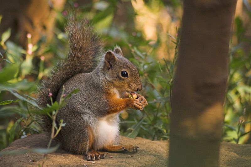 File:Squirrel with nut.jpg