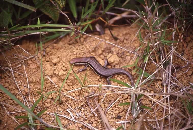 File:Trachylepis gravenhorstii.jpeg