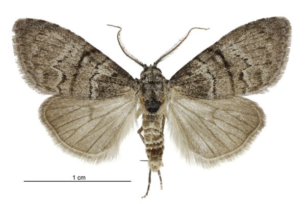 File:Uraba lugens male.jpg