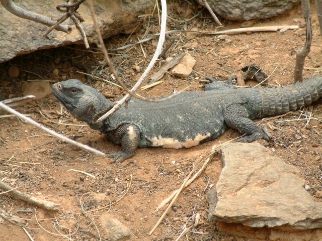 File:Uromastyx aegyptia.jpg