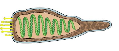 File:Ampullavirus virion.jpg