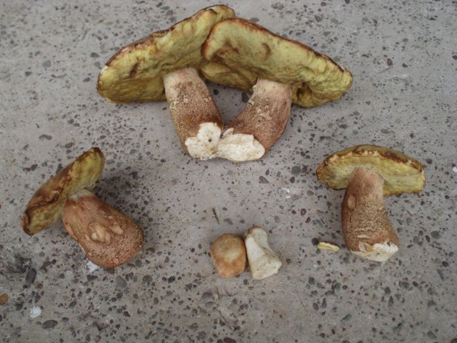 File:Boletus subcaerulescens 35861.jpg