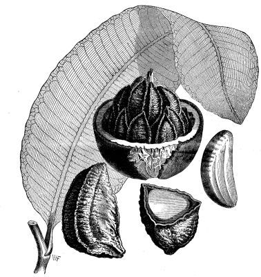 File:Brazil Nut - Project Gutenberg eBook 11662.jpg