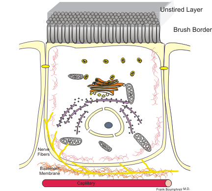 File:Cell enterocyte.png