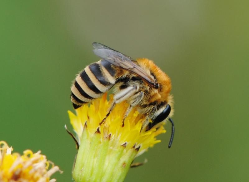 File:Colletes fodiens.jpg