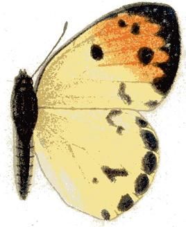 File:Colotis incretus f.JPG