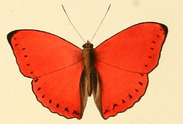 File:Cymothoe coccinata1.JPG