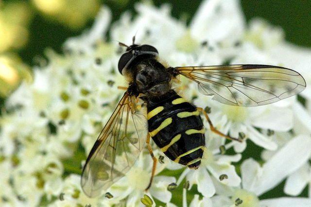 File:Dasysyrphus.venustus.-.lindsey.jpg