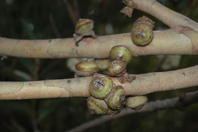 File:Eucalyptus deuaensis fruit.jpg