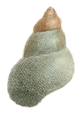 File:Filopaludina javanica shell 2.png