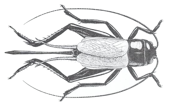 File:Gryllidae usda.png