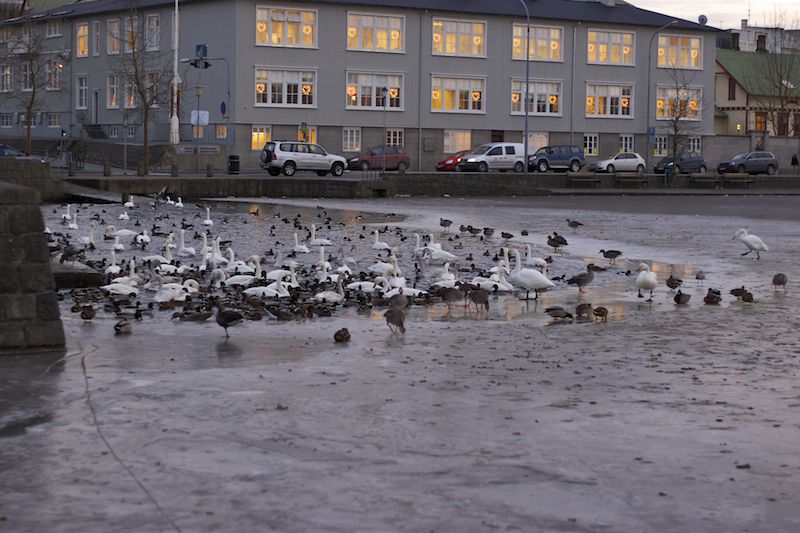 File:Iceland Tjörnin pond.jpg