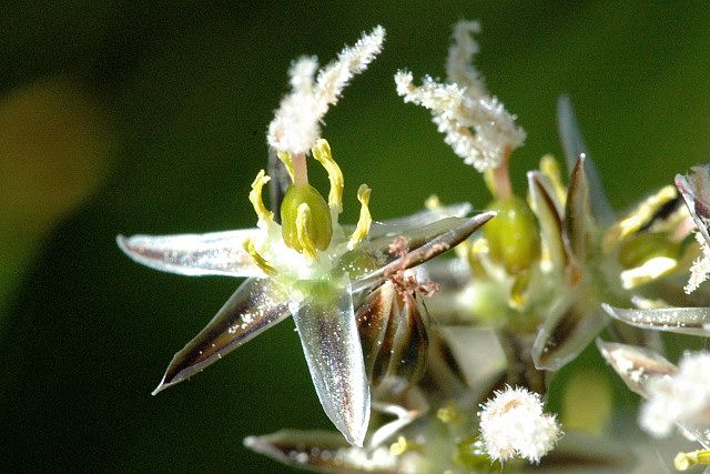 File:Juncus.squarrosus3.-.lindsey.jpg