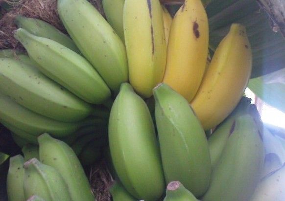 File:K.Pudur Village Banana tree showing fruits.jpg