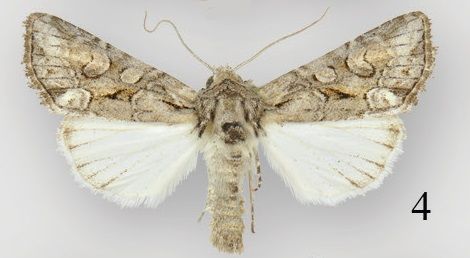 File:Lacinipolia teligera male.jpg