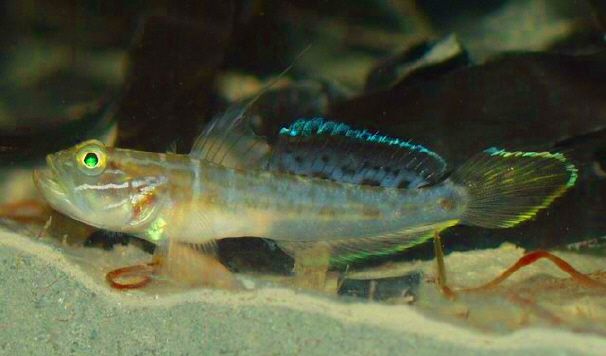 File:Microgobius gulosus1.jpg