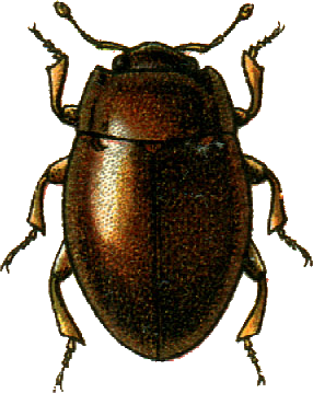 File:Murmidius ovalis Jacobson.png