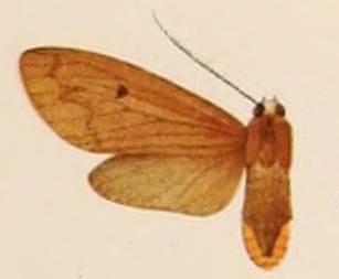 File:Opharus tricyphoides.JPG