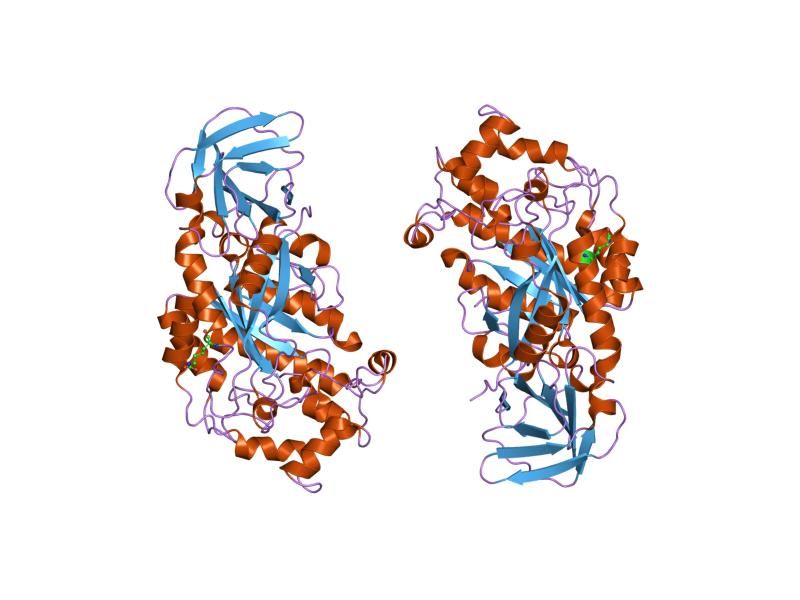 File:PDB 1hl8 EBI.jpg