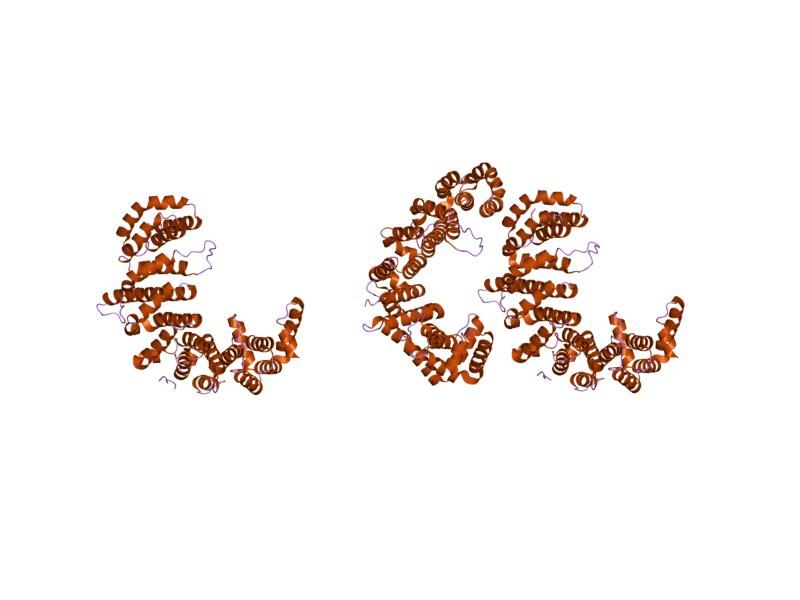 File:PDB 1o6o EBI.jpg