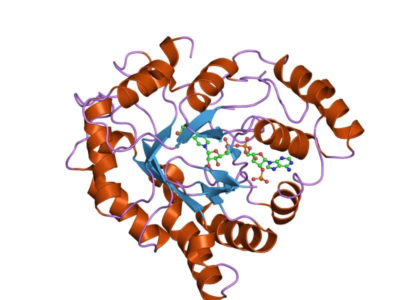 File:PDB 2ipw EBI.jpg