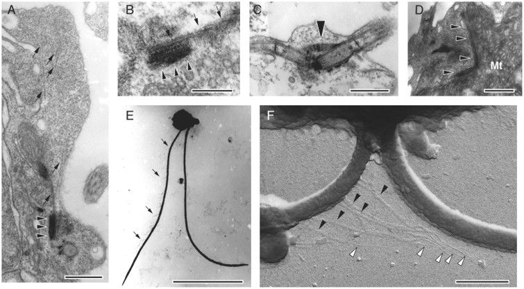 File:Palpitomonas 22.jpg