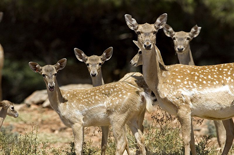 File:Persian Fallow Deer Does.jpg