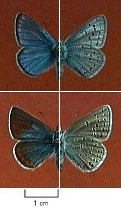 File:Plebejus saepiolus.jpg