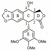 Ring assignment and numbering of podophyllotoxin