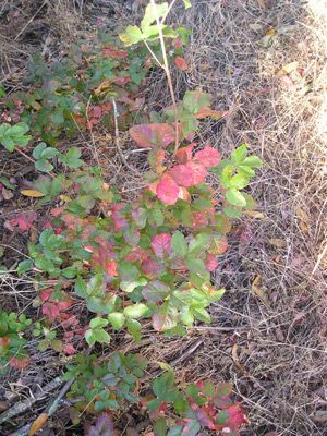 File:PoisonOak wb smallerLeaves.jpg