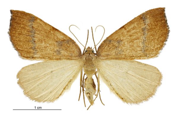 File:Sestra humeraria female.jpg