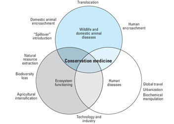 File:Tabor Conservation Medicine Diagram.png