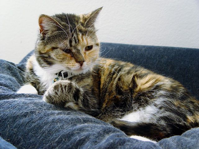 File:Tortoiseshell tabby - TortiePuff.jpg