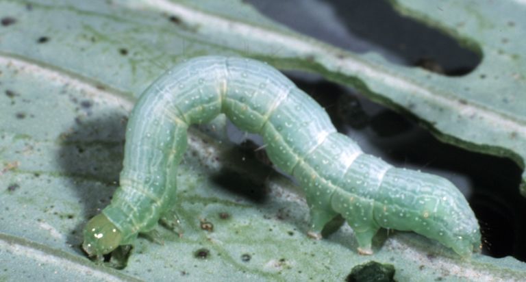 File:Trichoplusia ni larva.jpg