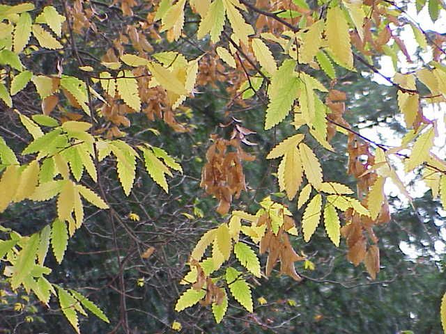 File:Zelkova carpinifolia1.jpg