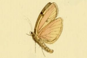 File:Zobida bipuncta1.jpg