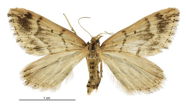 File:Asaphodes albalineata female.jpg