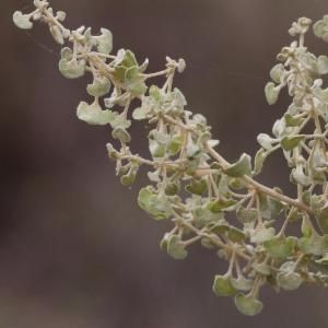 File:Atriplex stipitata fruits.jpg