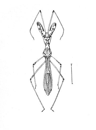 File:Bactrodes spinulosus.png