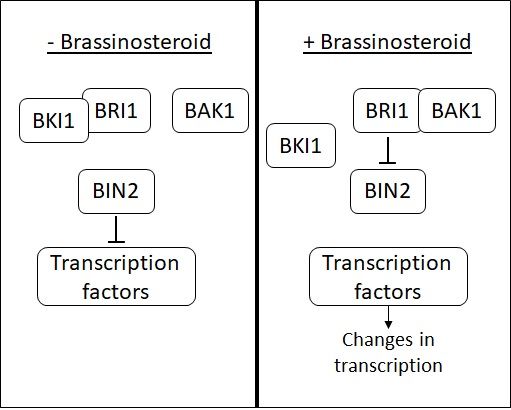 File:Brassinosteroid signal cascade.jpg